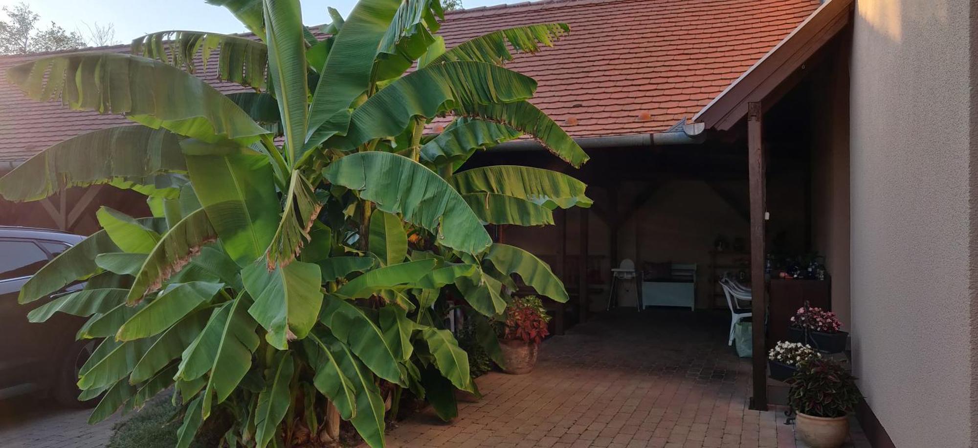 Korona Panzio Bed & Breakfast Balatonberény Dış mekan fotoğraf