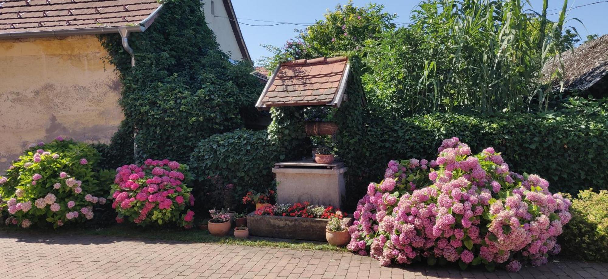 Korona Panzio Bed & Breakfast Balatonberény Dış mekan fotoğraf